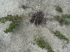 Echium vulgare