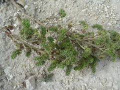 Echium vulgare