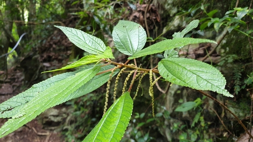 Boehmeria virgata, photograph 6