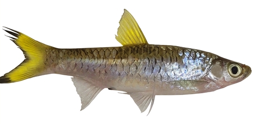 Gangetic scissortail rasbora (Rasbora rasbora) — Cyprinidae — 2