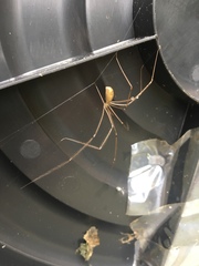 Pholcus phalangioides