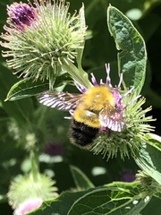 Bombus perplexus