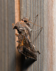Autographa precationis