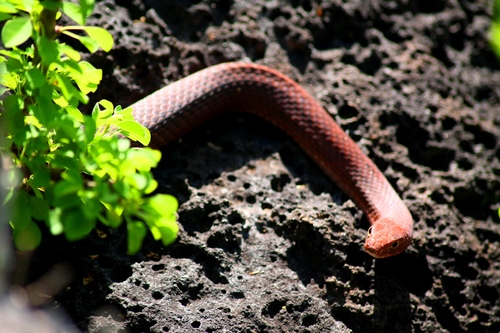 Clarion Island Whip Snake