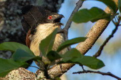 Centropus senegalensis