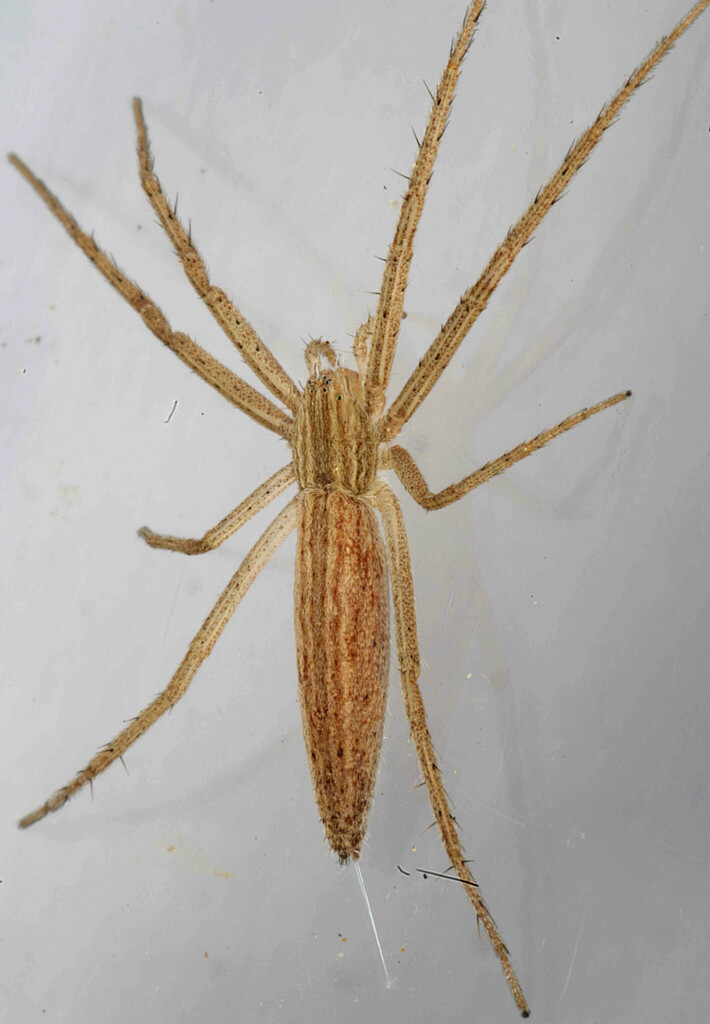 Tibellus utotchkini