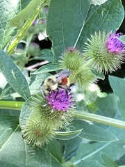 Bombus huntii
