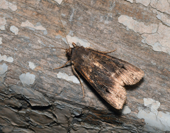 Agrotis ipsilon