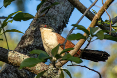 Centropus senegalensis