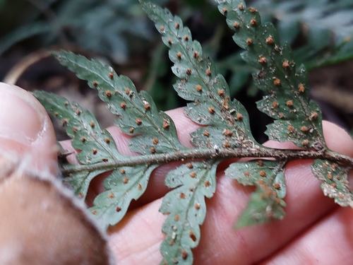 Image of Parapolystichum acuminatum by (c) Nina Kerr, some rights reserved (CC BY)