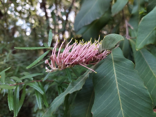 Gully Grevillea (Grevillea barklyana)