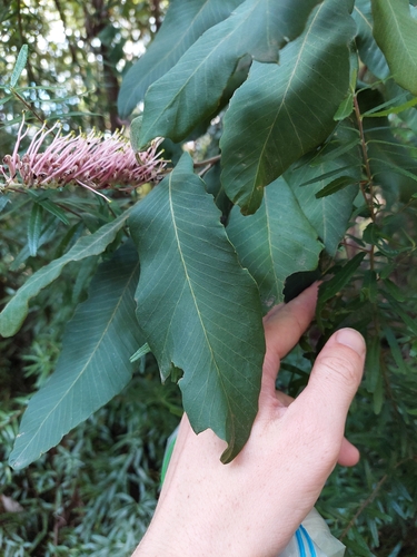 Image of Grevillea barklyana by (c) Nina Kerr, some rights reserved (CC BY)