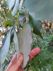 Nina Kerr, CC BY, iNaturalist via GBIF Grevillea barklyana, photograph Nina Kerr, CC BY, iNaturalist via GBIF