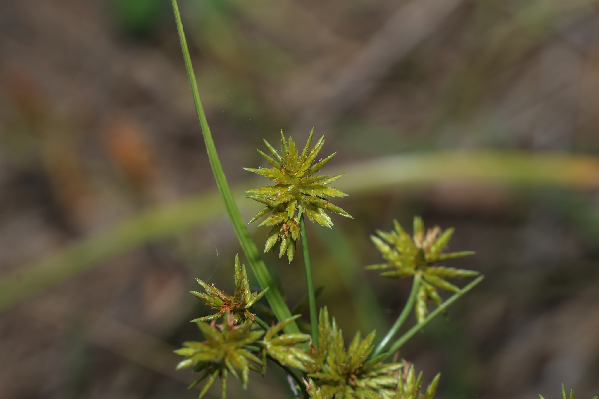 Cyperus fulvus