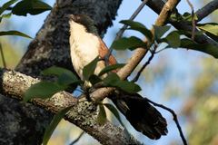Centropus senegalensis