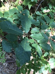Quercus prinoides