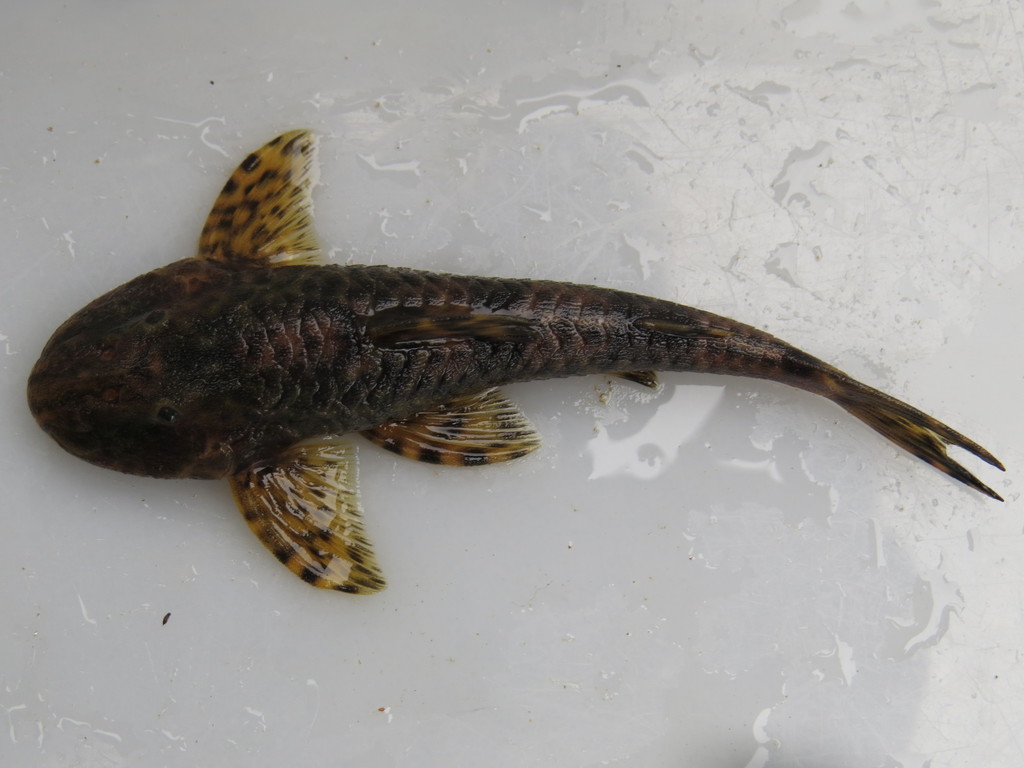 Neoplecostomus microps