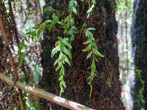 Image of Tmesipteris obliqua by (c) Nina Kerr, some rights reserved (CC BY)