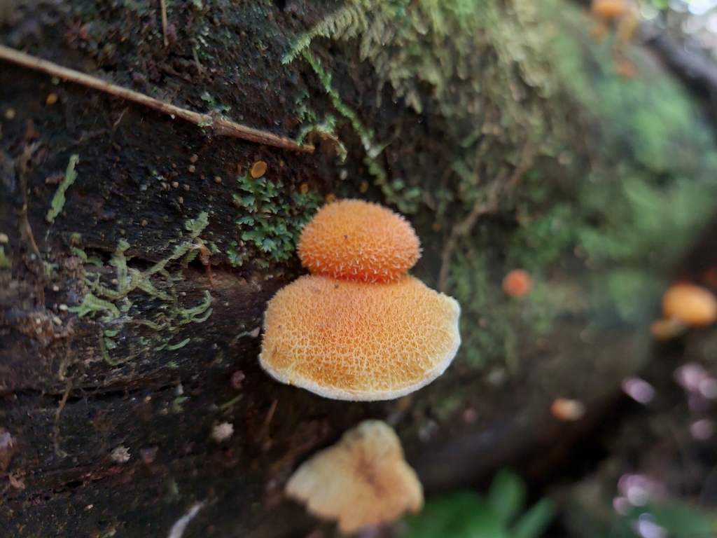 Cyptotrama asprata · January 2025 · photo: © ninakerr01 (iNaturalist, cc-by)