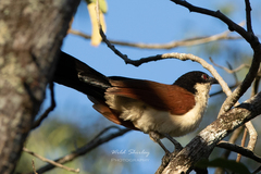 Centropus senegalensis