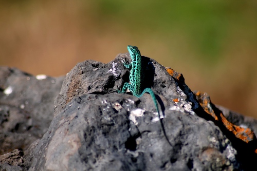 Clarión Tree Lizard