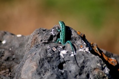 Urosaurus clarionensis