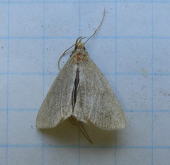 Chytolita morbidalis