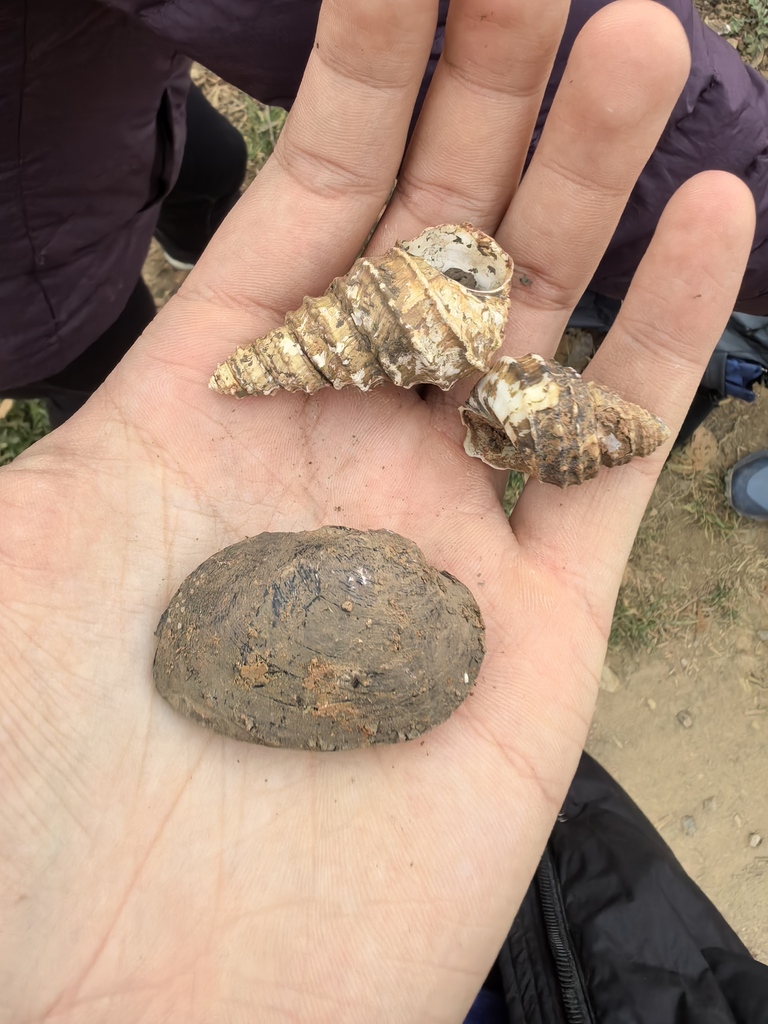 Rhombuniopsis