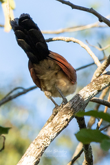 Centropus senegalensis