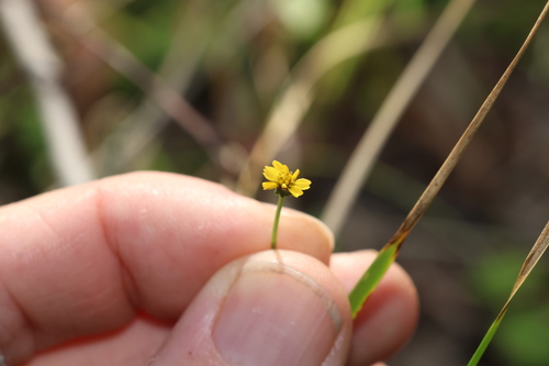Image of Glossocardia bidens by (c) Greg Tasney, some rights reserved (CC BY-SA)