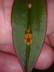 Lepanthes mucronata