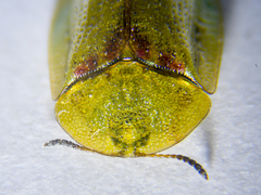 Cassida denticollis