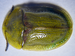 Cassida denticollis