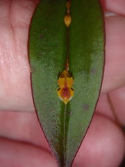 Lepanthes mucronata