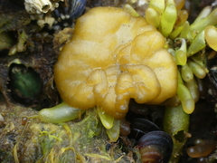 Leathesia marina