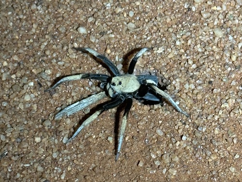 Two-toned wolf spider