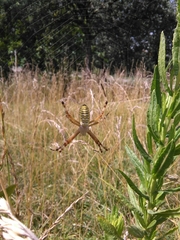 Argiope bruennichi