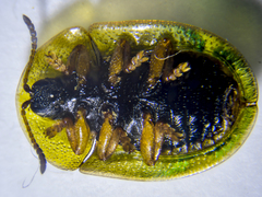 Cassida denticollis