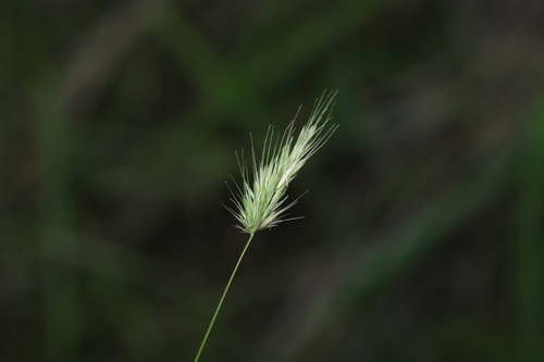 Image of Echinopogon nutans by (c) Greg Tasney, some rights reserved (CC BY-SA)