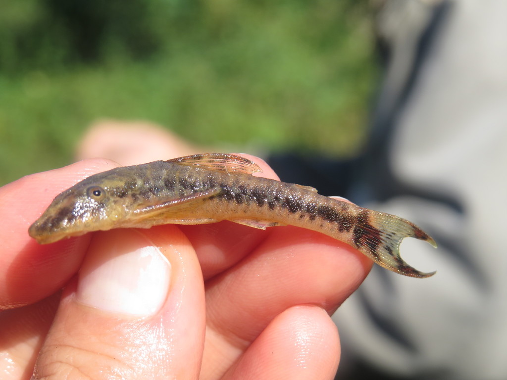 Tailspot dwarf pleco (Parotocinclus maculicauda) — Loricariidae