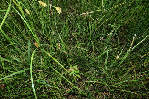 Image of Cyperus flavidus by (c) Greg Tasney, some rights reserved (CC BY-SA)