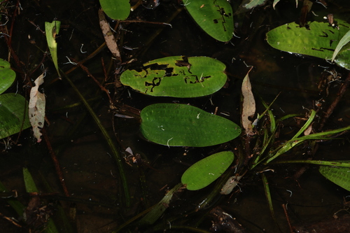 Image of Swamp Lily (Ottelia ovalifolia) by (c) Greg Tasney, some rights reserved (CC BY-SA)