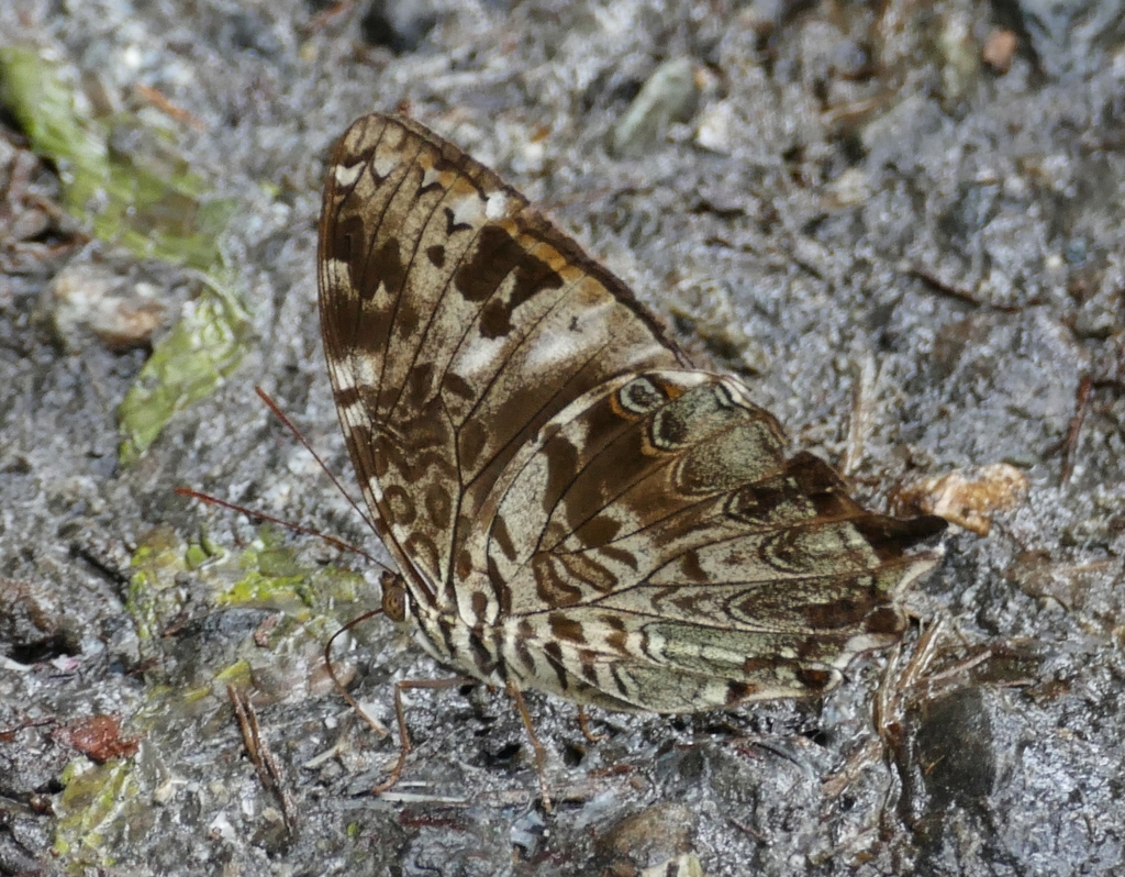 Prothoe franck (Prothoe franck)