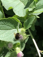 Bombus terricola