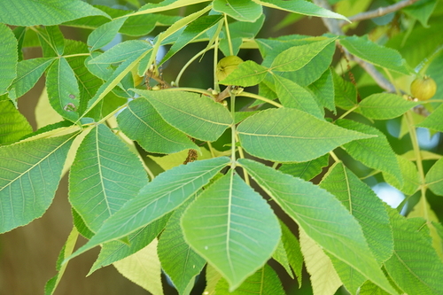 pignut hickory (Trees & Shrubs of Essex County, MA) · iNaturalist