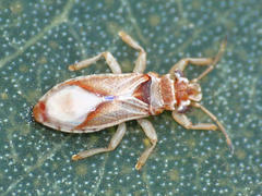 Thaumastocoris peregrinus