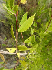 Ulmus pumila