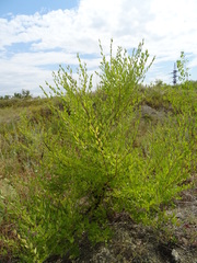 Ulmus pumila