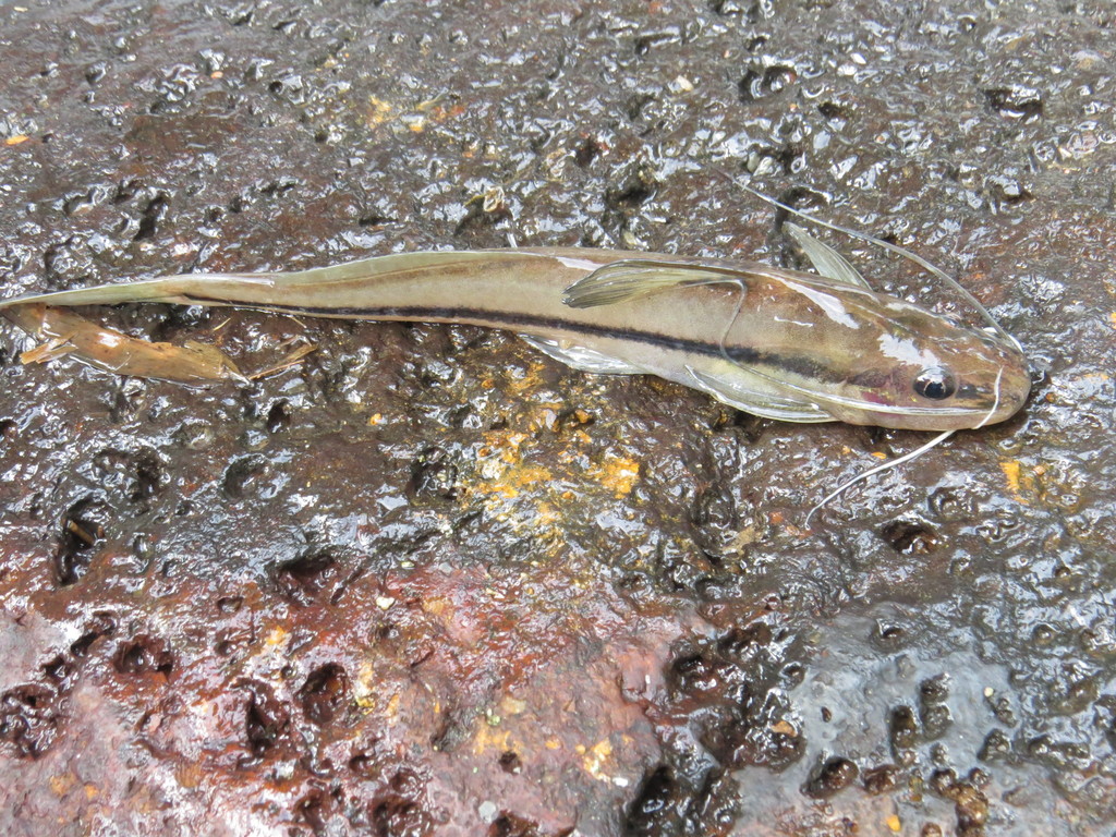 Striped dwarf catfish (Pimelodella lateristriga) — Heptapteridae