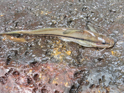 Pimelodella lateristriga